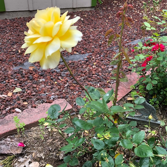 Meet your Posher, Diana - Picture 1 of 1